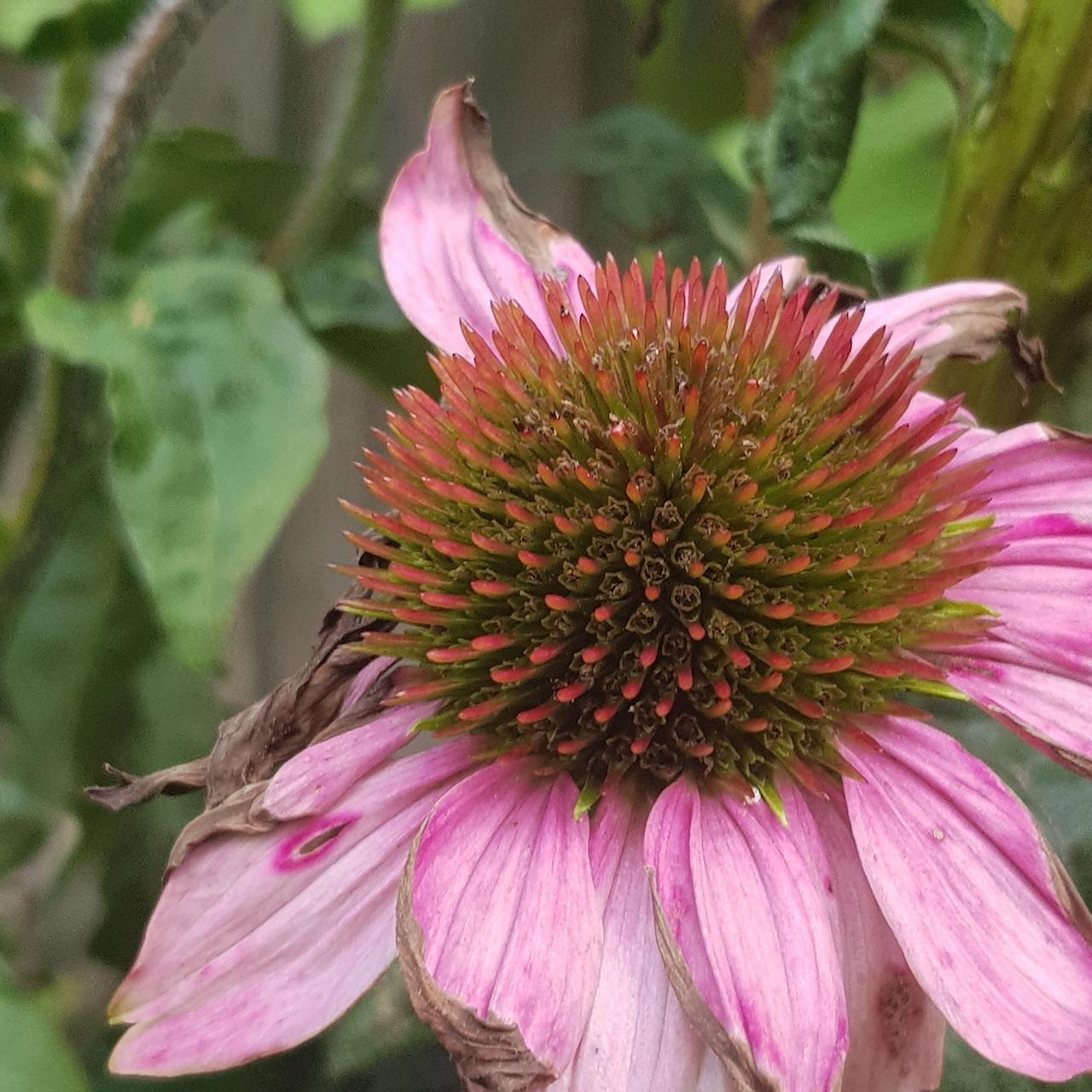 米是植物中的什么