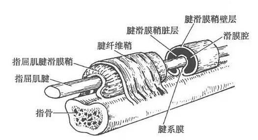 屈指肌腱腱图片