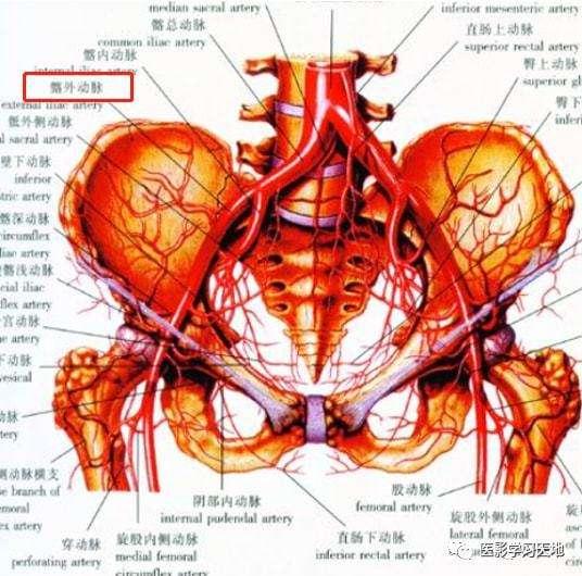 髂外动脉及其分支图图片