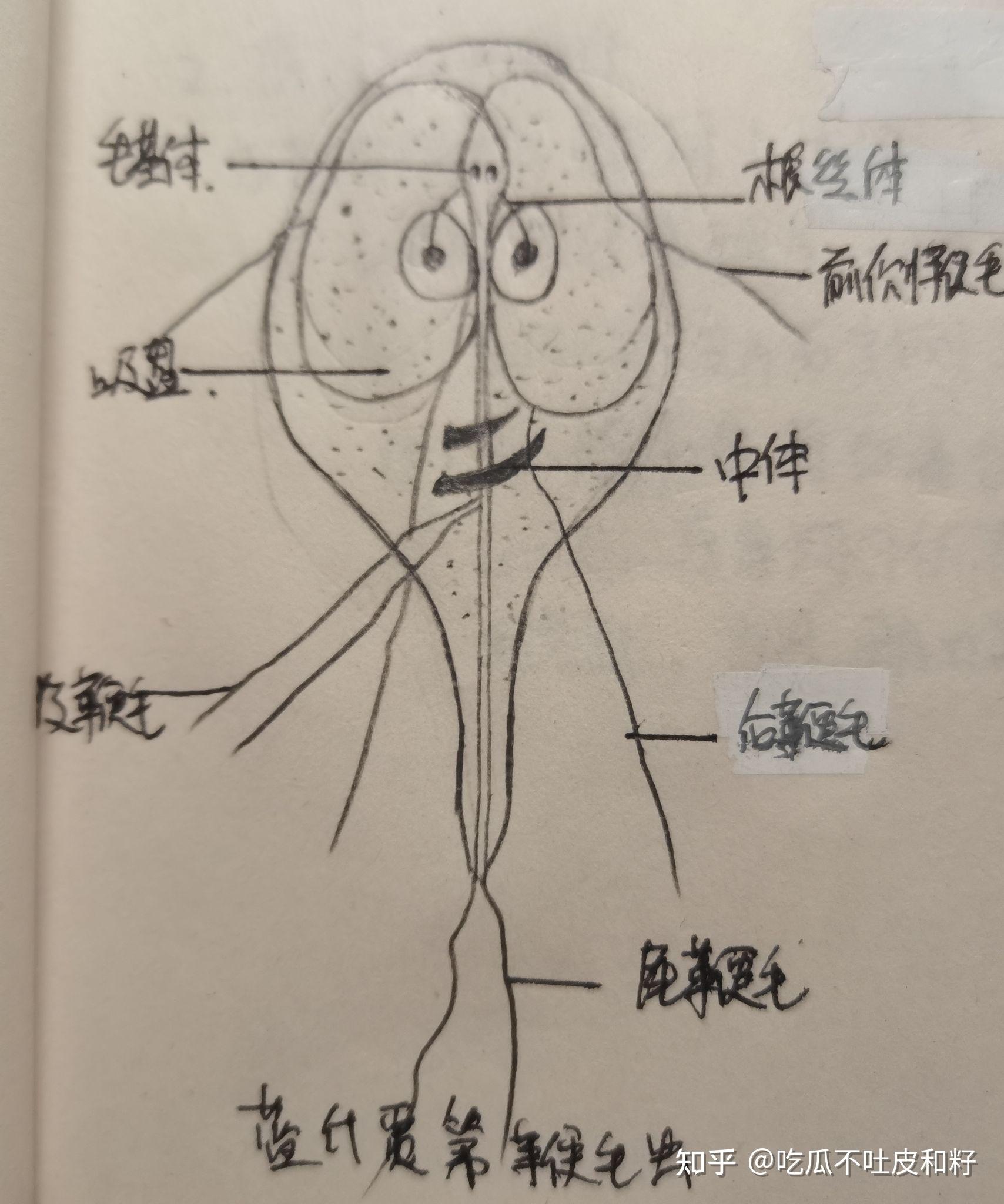 刚地弓形虫滋养体绘图图片