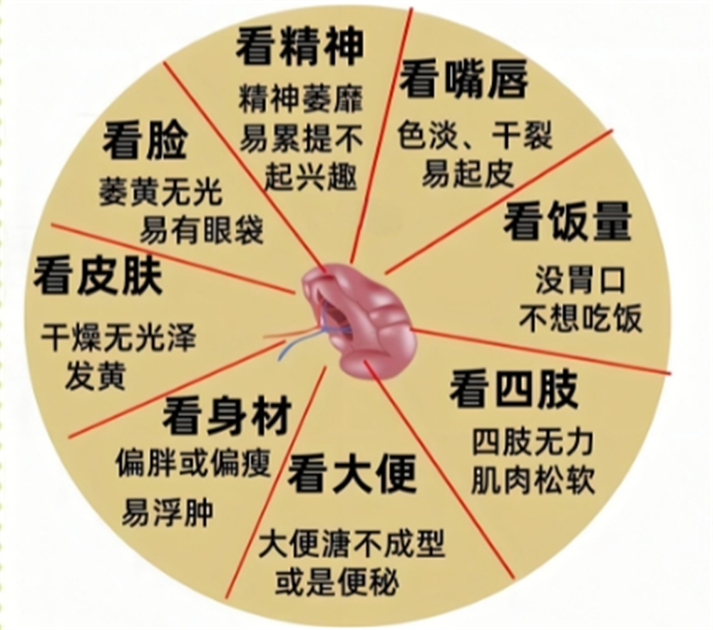 脾胃虚弱易生病,五大方法助你重焕生机! - 知乎