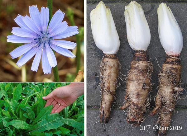 植物日记 蒲公英不只是野草 它还能当作菜 草药 咖啡 知乎