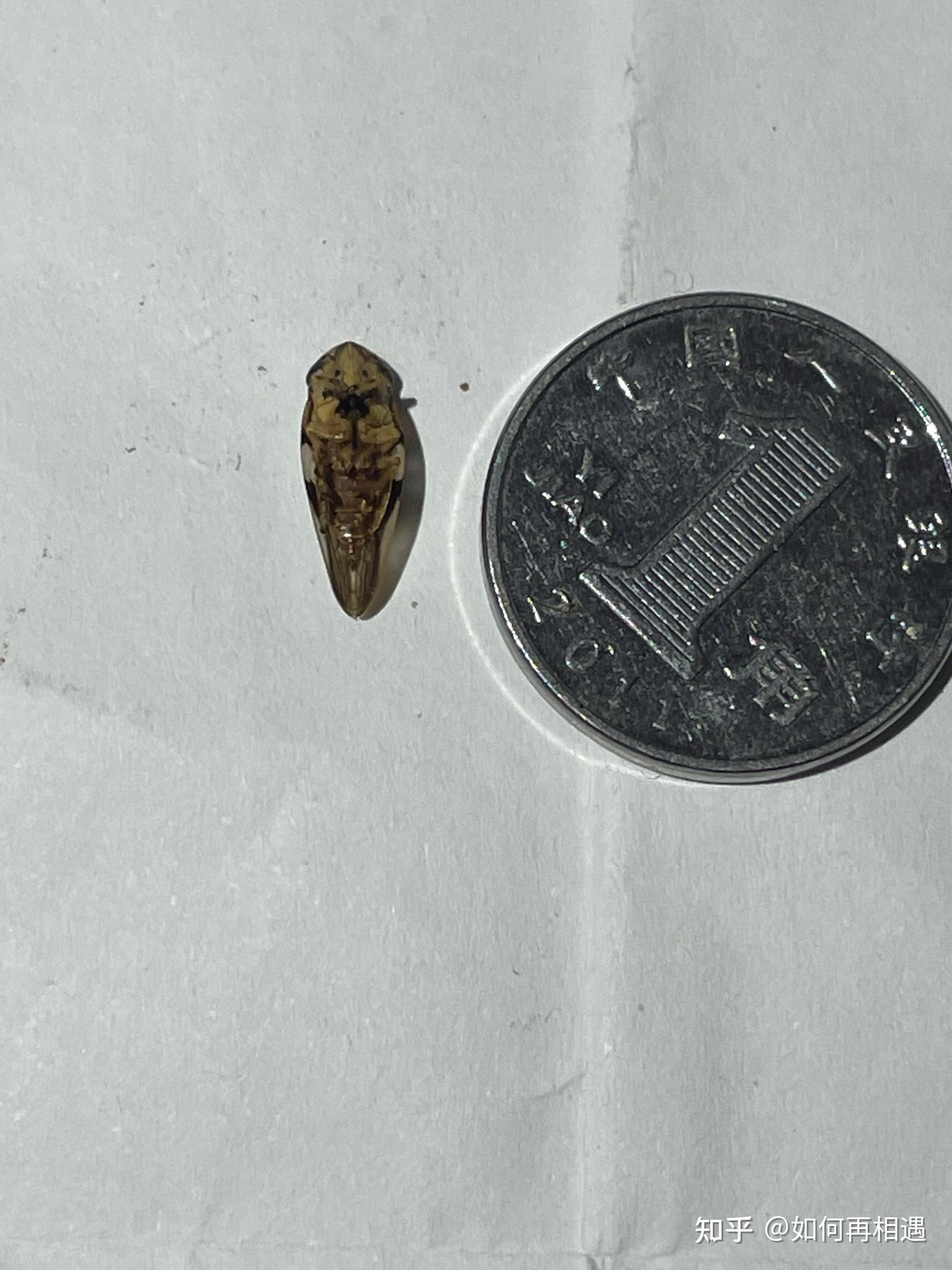 世界上最小的蝉到底多小