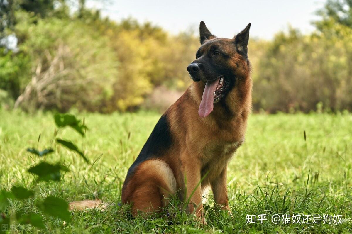 东德牧羊犬 - 综合工作犬交易 - 猛犬俱乐部-中国具有影响力的猛犬网站 - Powered by Discuz!