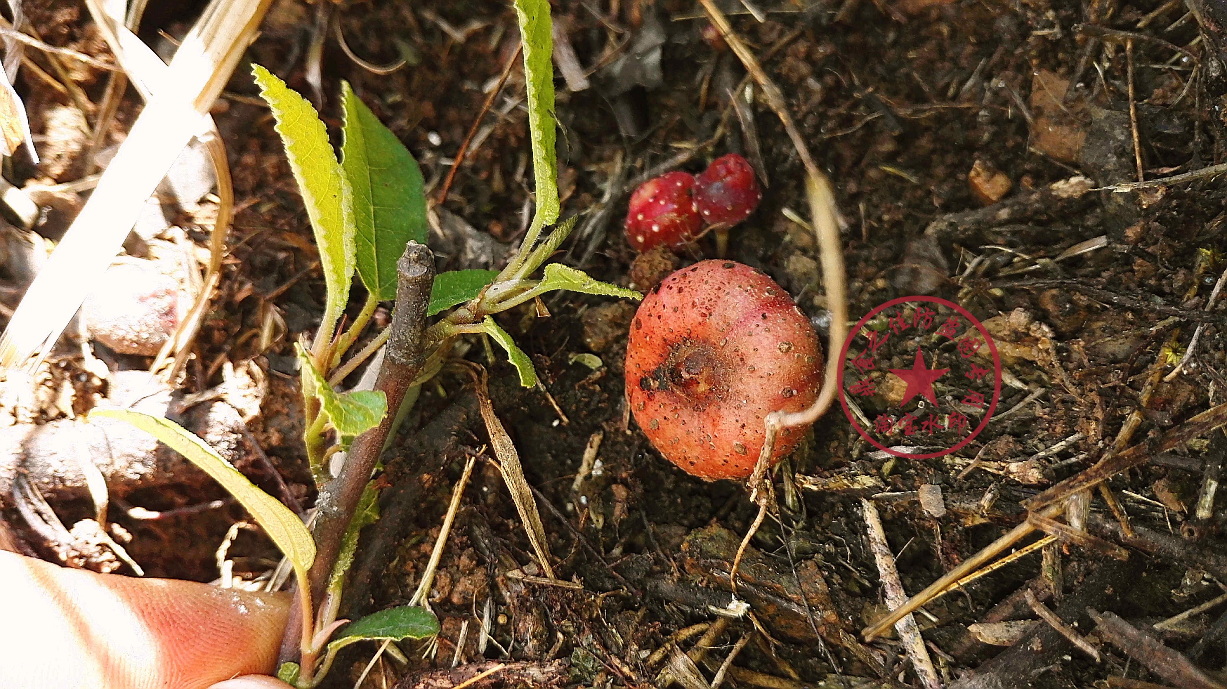 四川人的野地瓜这么好吃,为什么没有大范围栽培的?