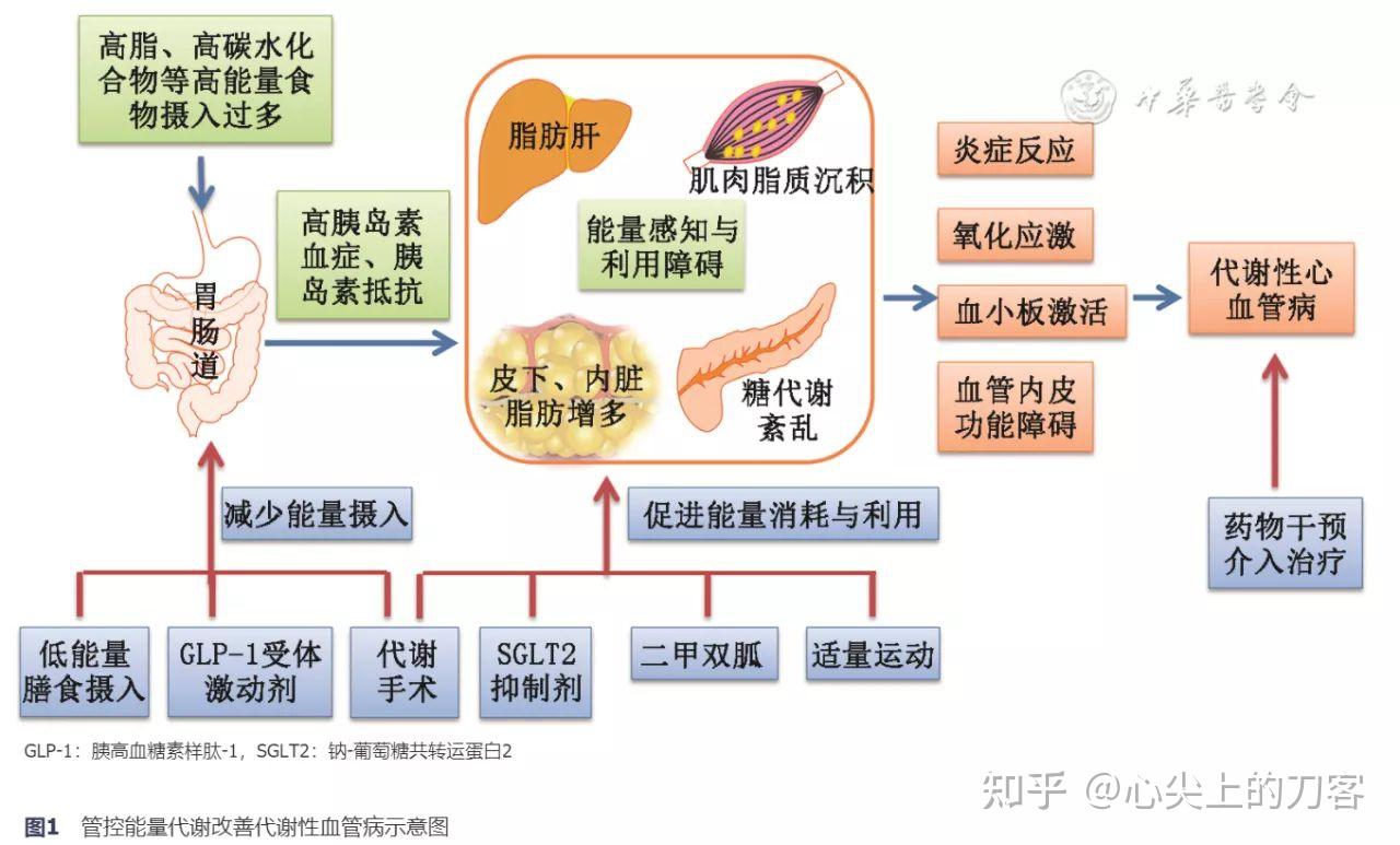 代谢性心血管疾病