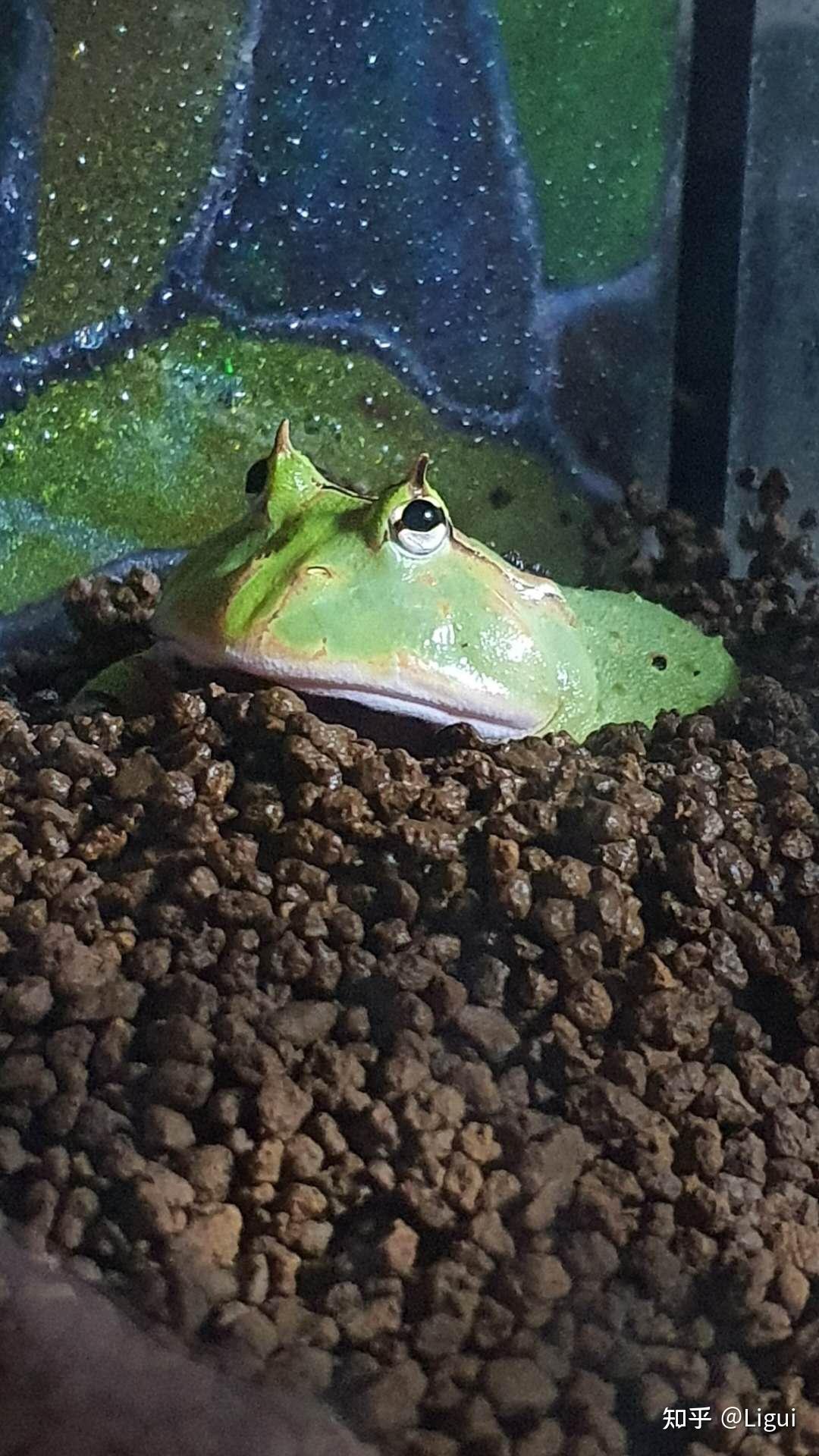 角蛙饲养二之环境布置