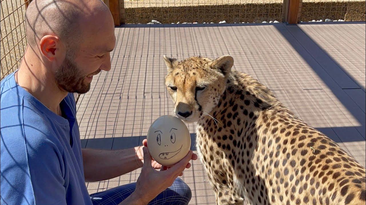 猎豹格尔达我只对食物感兴趣