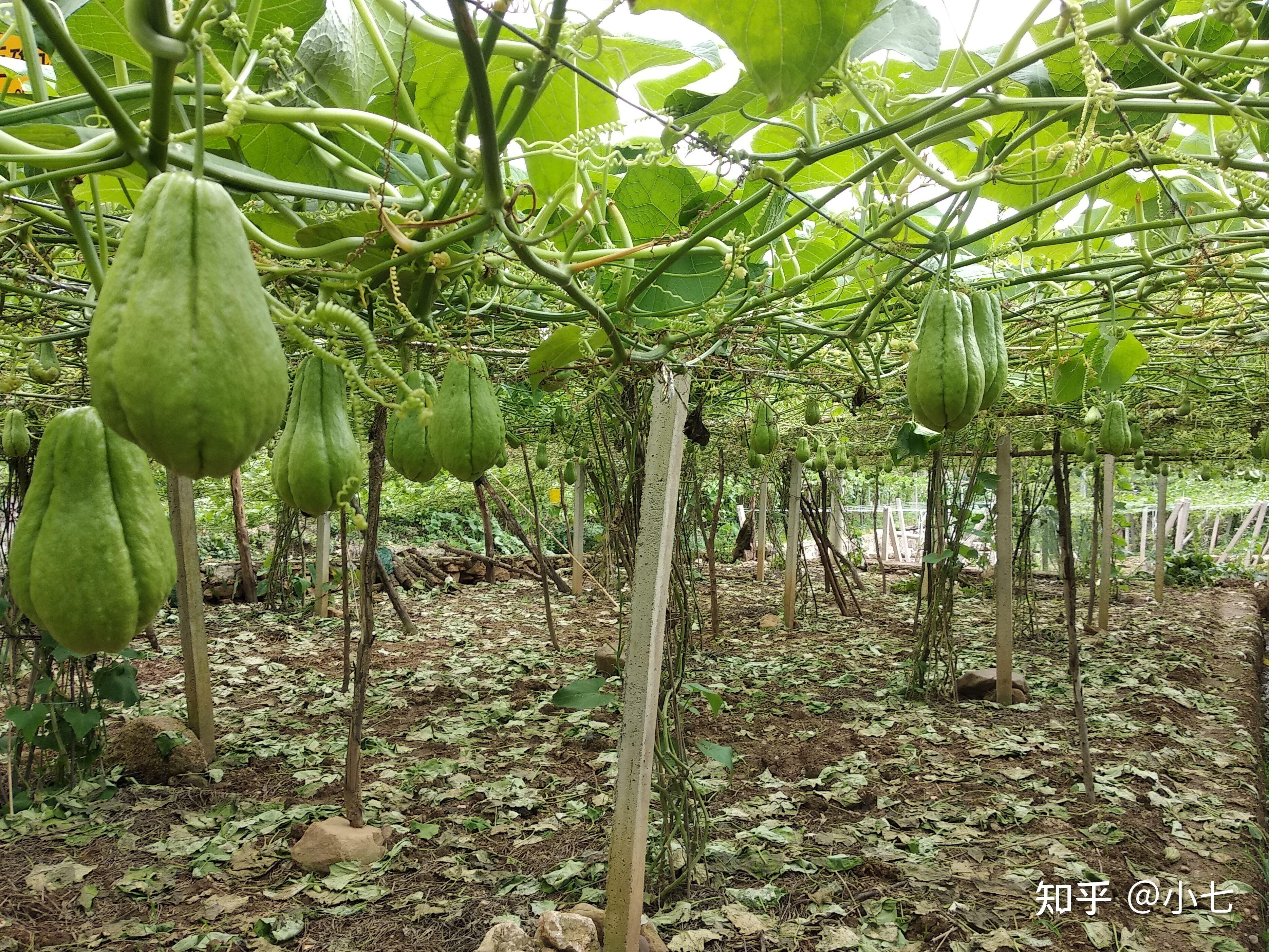 佛手瓜怎么种植步骤(佛手瓜怎么种植步骤图片)