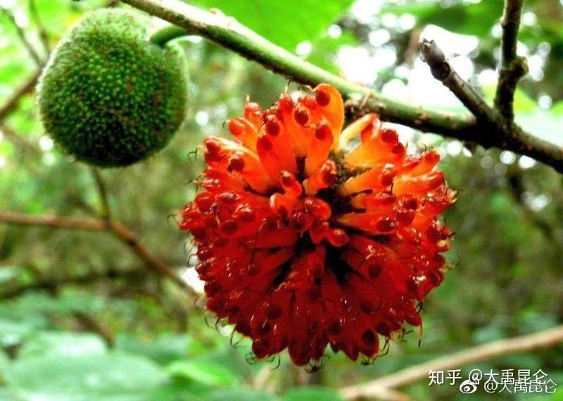 经之首,曰钤山,其上多铜,其下多玉,其木多杻(非洲红樱桃)橿(非洲柚木)