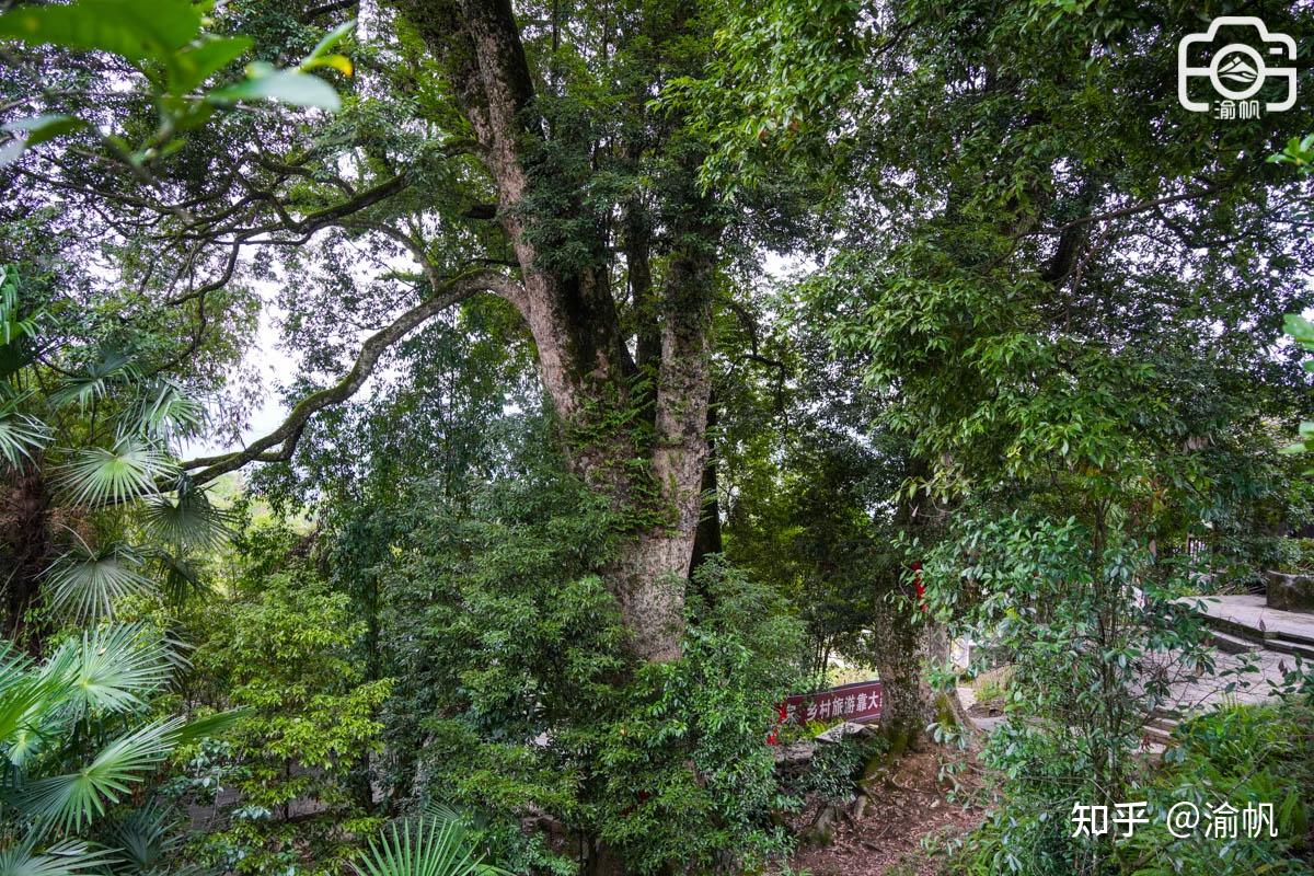 重庆发现世界最大的千年金丝楠木群，树王超1500年，你知道吗