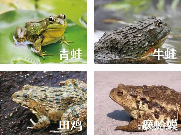 一文读懂青蛙、牛蛙、田鸡、癞蛤蟆 - 知乎