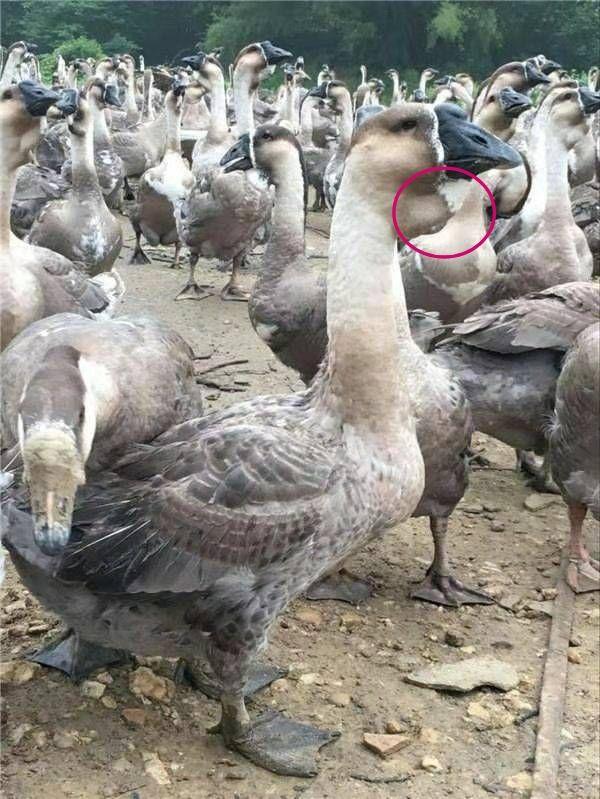鹅头下面凸出来的一块是什么东西?
