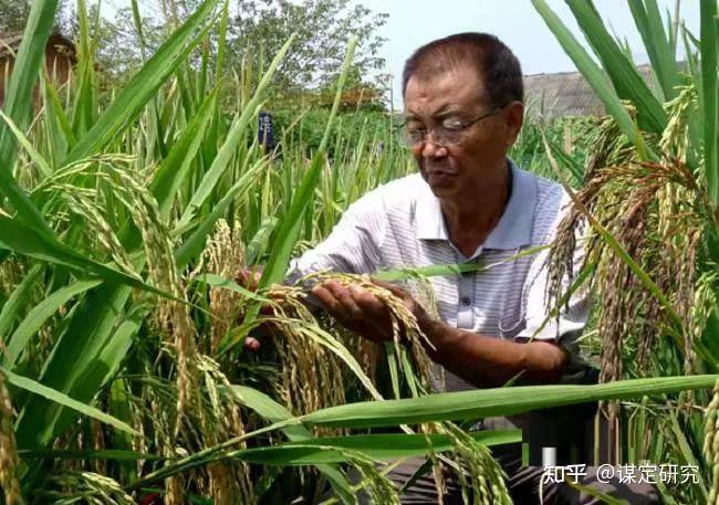 第一次国稻种芯 芭茅稻测产验收 专家：各项指标均表现良好 知乎