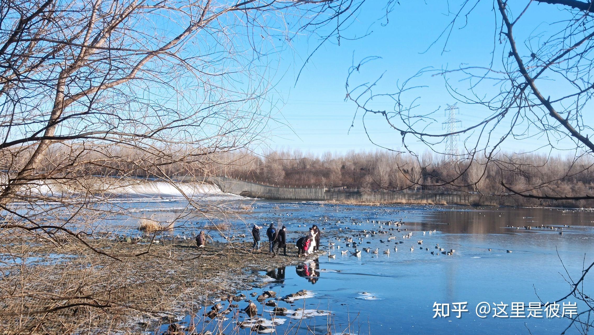 沈阳鸟岛冬天大雁图片