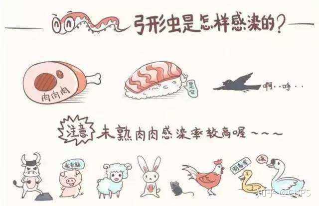 别在弓形虫问题上做无知的怀孕准妈爸体内的弓形虫主要是食物传染的