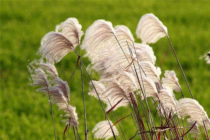 一日一花一诗|荻花:波上荻花非雪花,风吹撩乱满袈裟 - 知乎