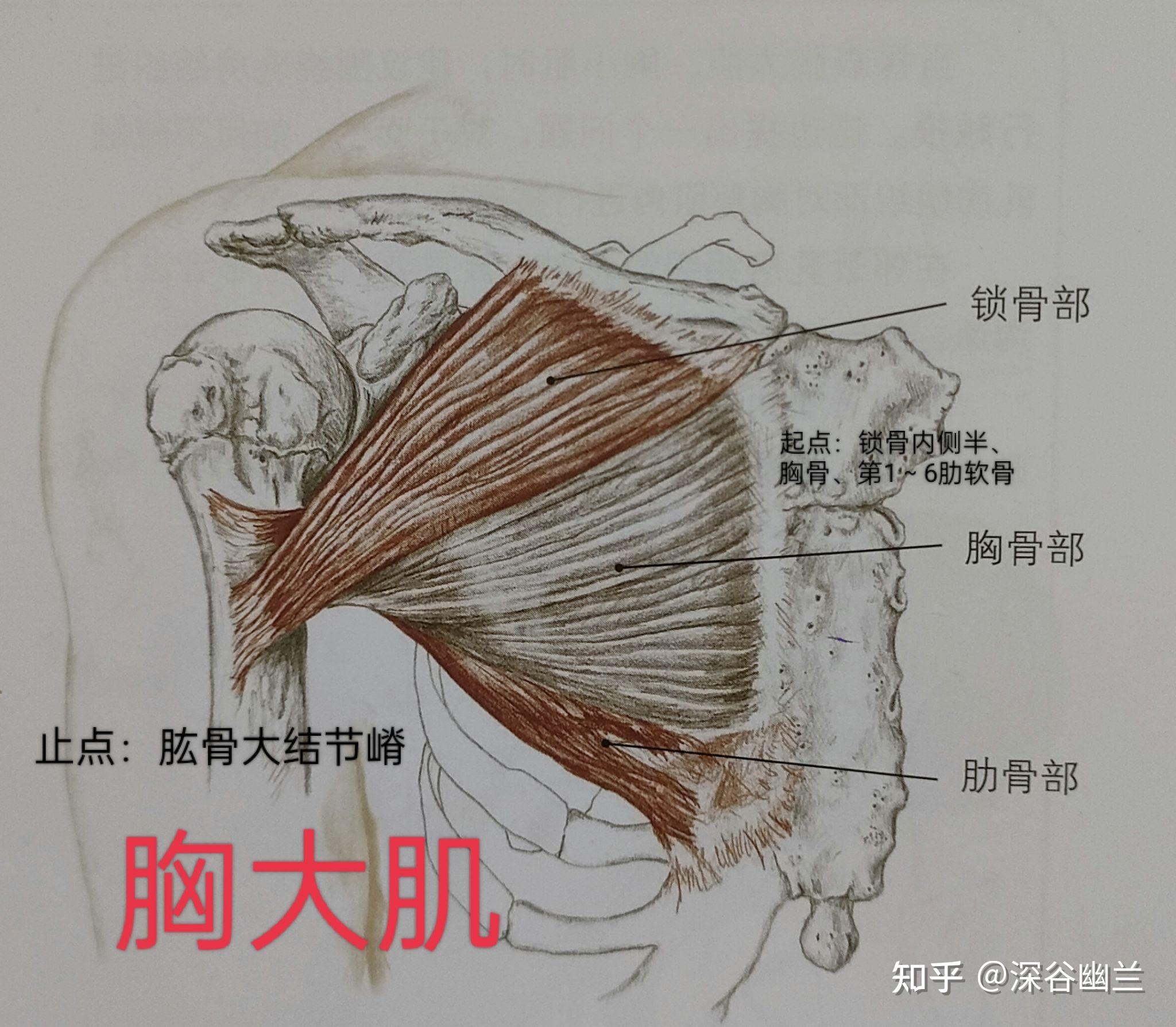 肌筋膜经线之前表线