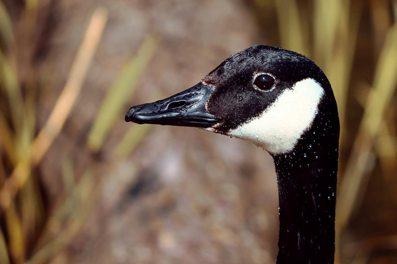 4. 鹅郡地段优势