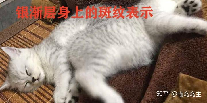 如何选购金渐层 v2-ecdeb63a0d7cd27732a8bef4fb0adf8c_r.jpg