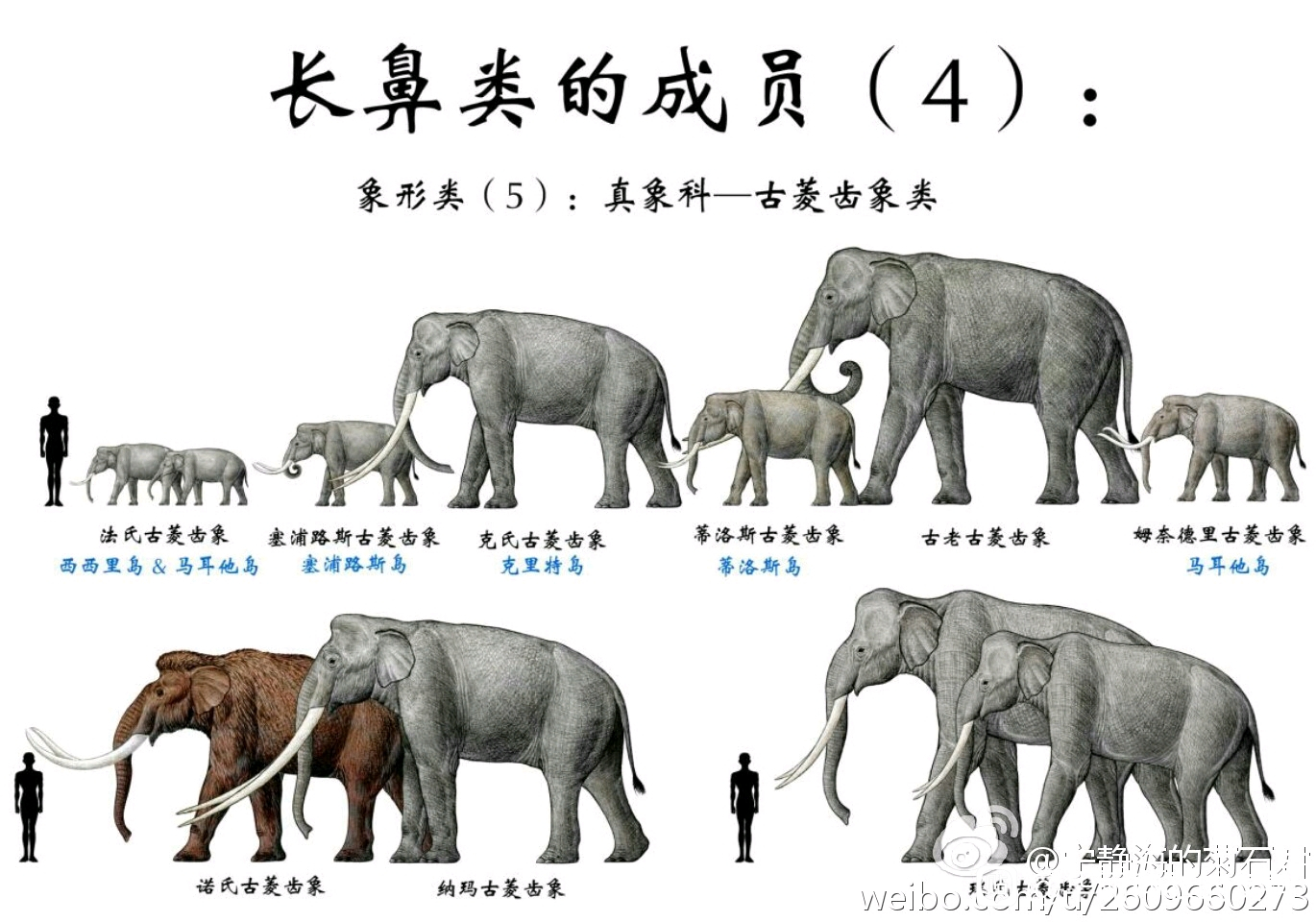 大象的演变过程图片图片