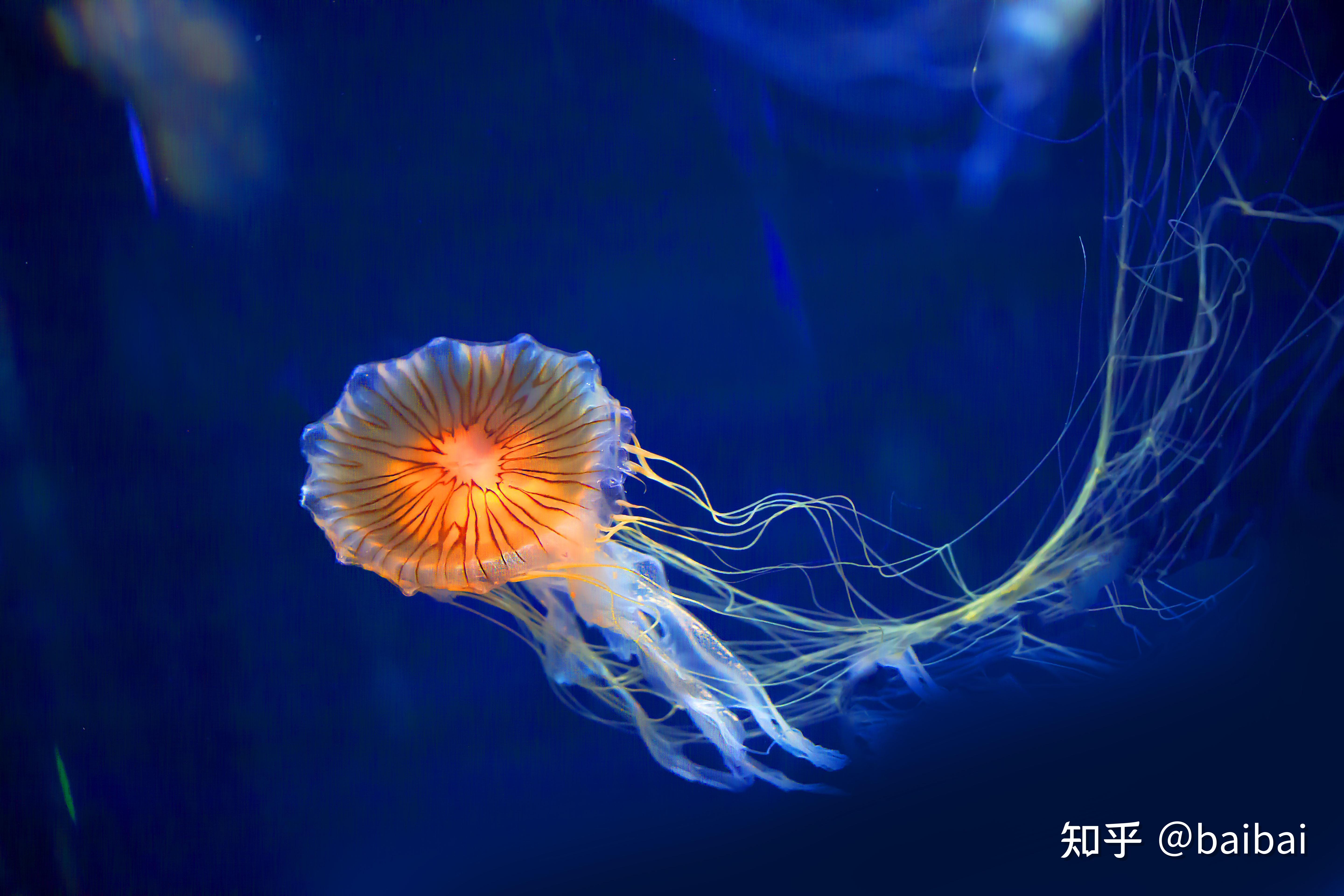 水母早在六亿五千万年前就存在了,它们的出现甚至比恐龙还早.