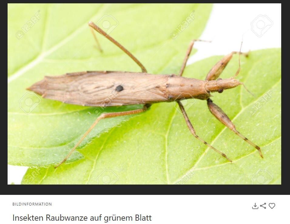 这是什么昆虫两捕捉足带翅膀通体棕色