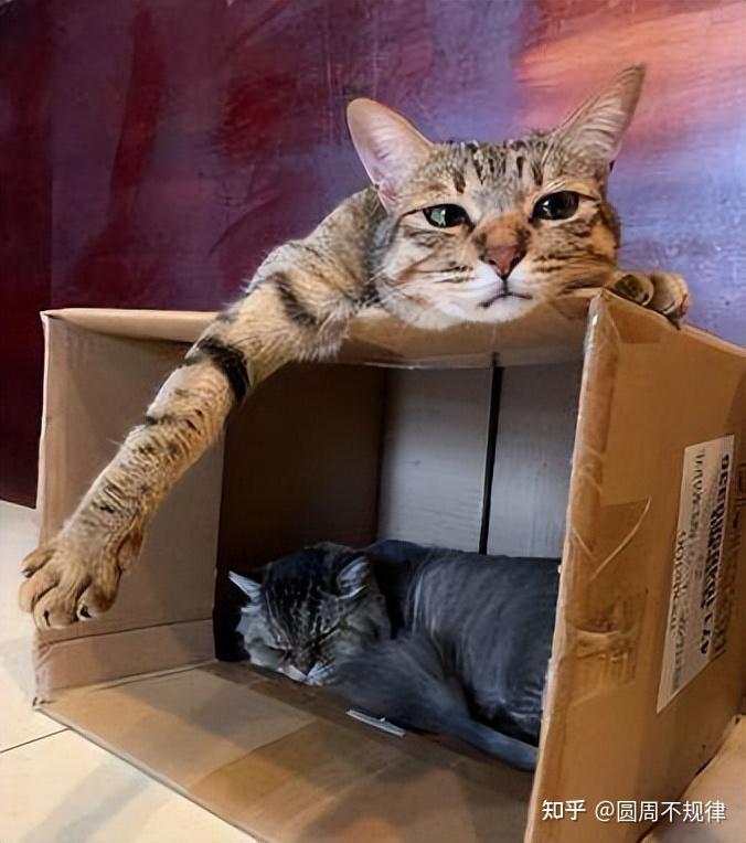 关于养猫后,猫教会我的事,你肯定意想不到!
