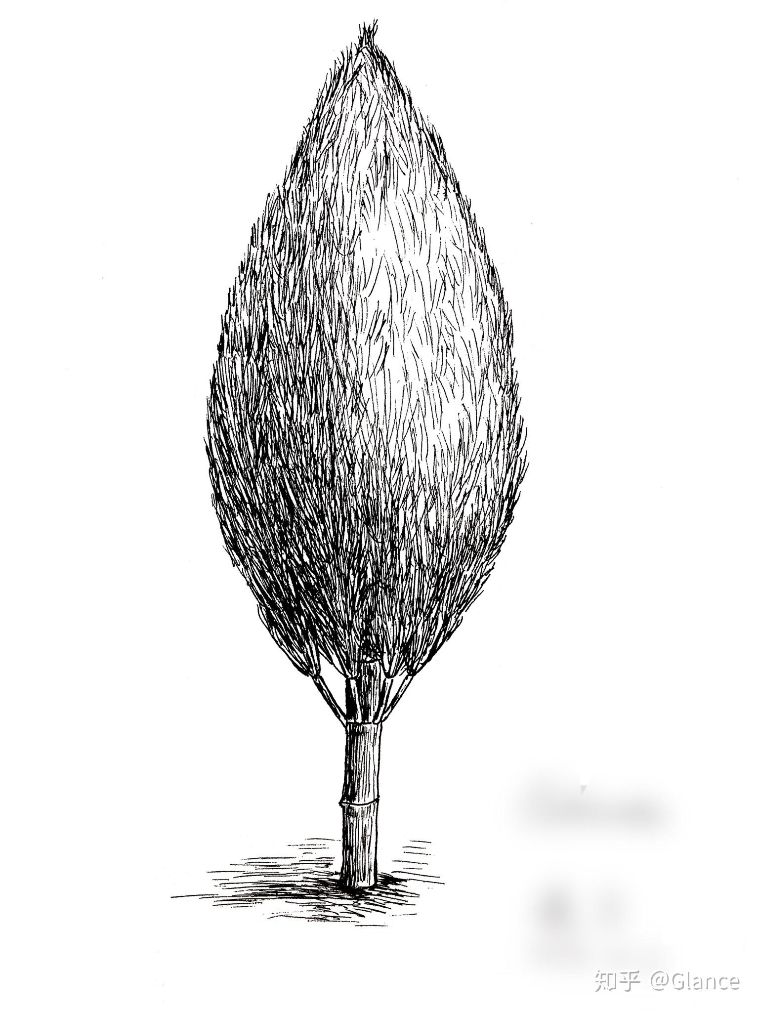 小草当年的阔亲戚——芦木 - 知乎