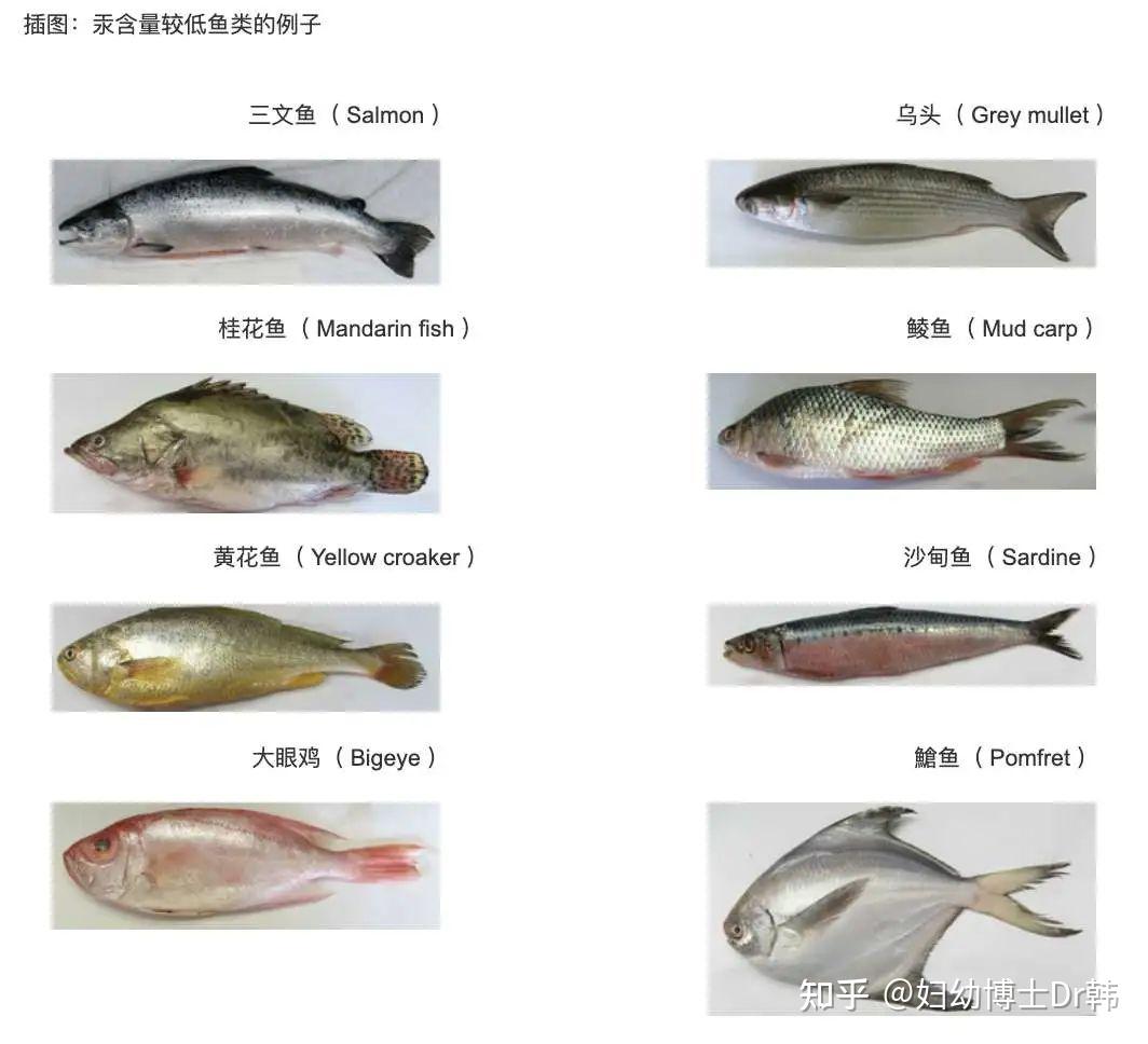 海水鱼壁纸,海水鱼,海水鱼百科_大山谷图库