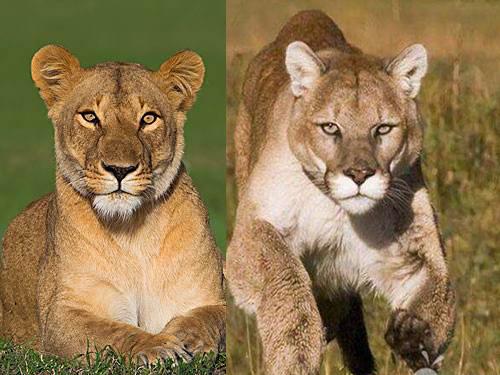 如何简单区分老虎狮子美洲狮美洲虎美洲豹猎豹金钱豹