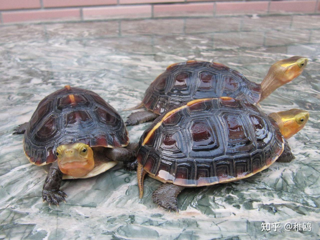 常见的宠物龟品种有哪些？ - 知乎