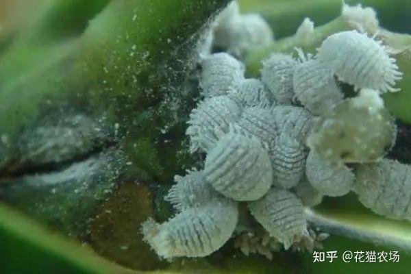 【花园干货】夏季庭院植物常见病虫害怎么预防和治疗?