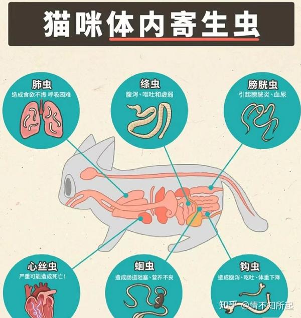 猫绦虫会往人身上爬吗图片