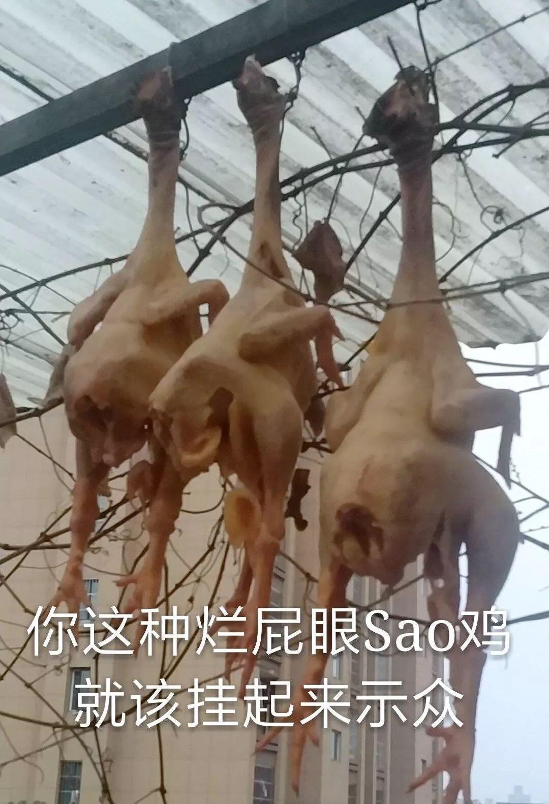 骚鸡表情包 - 知乎
