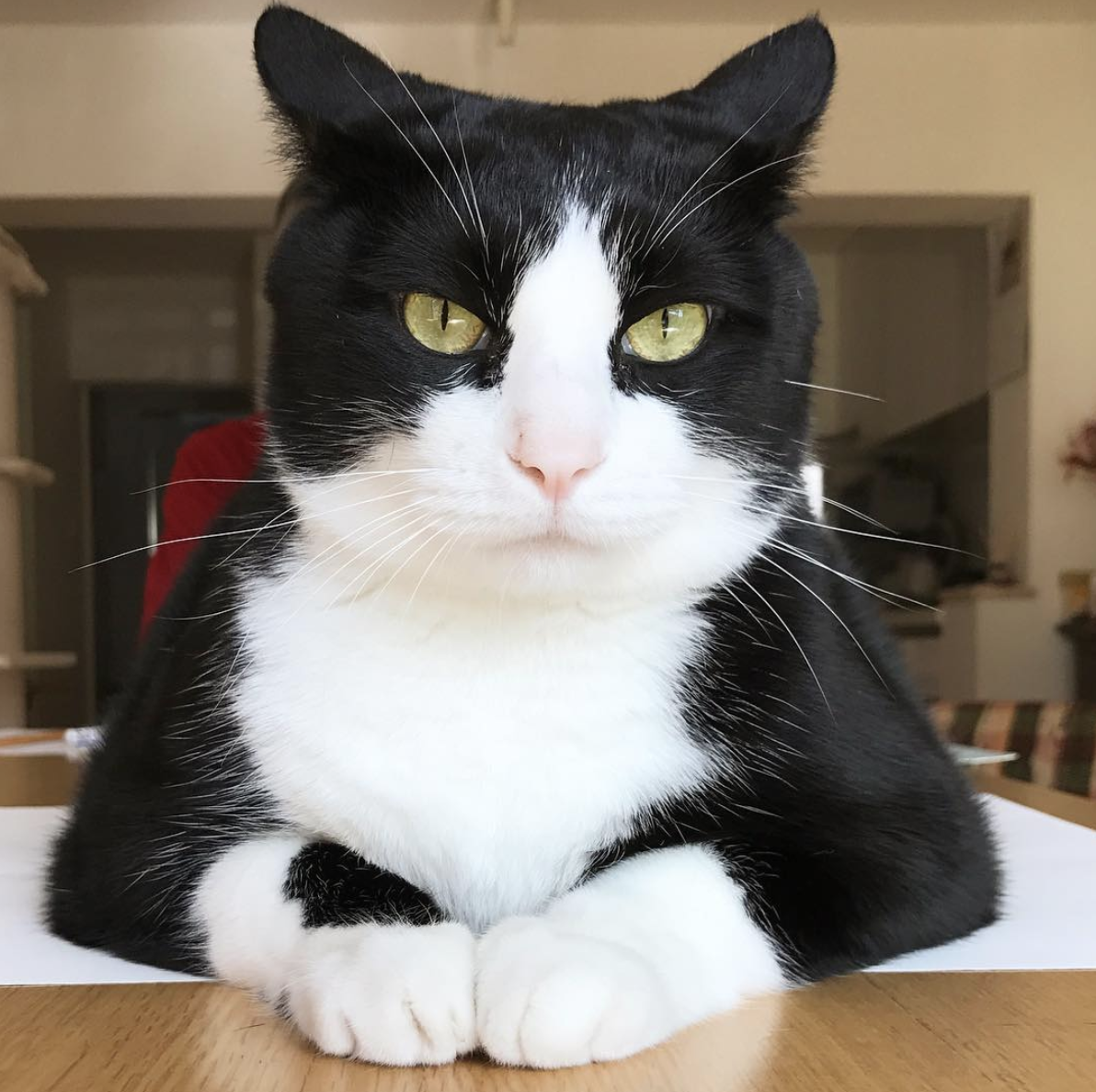 15我是来自日本的kiki,被我帅到的请举手今晚让我们吸一只好看的