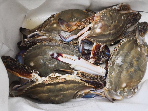 正宗舟山冰鲜梭子蟹来啦!从码头直达餐桌,鲜到吮手指!