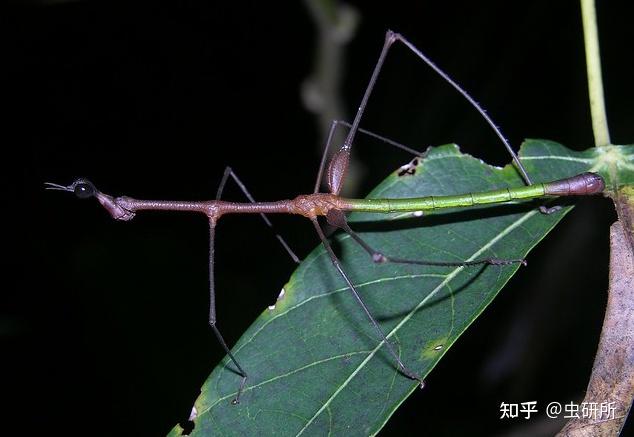 长着马头的蚂蚱