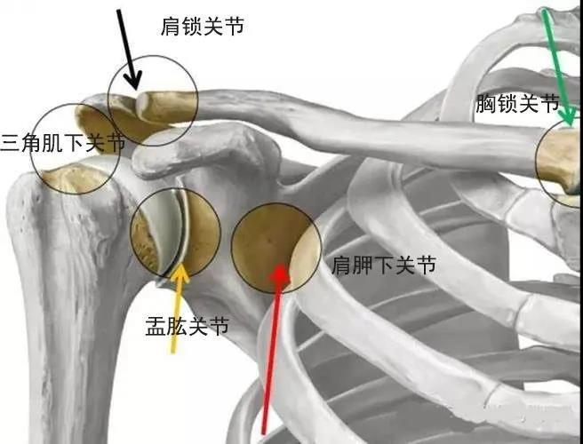 肩关节平片解剖图片