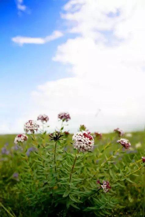 许巍歌中的"蓝莲花",就怒放在青藏高原的后花园.