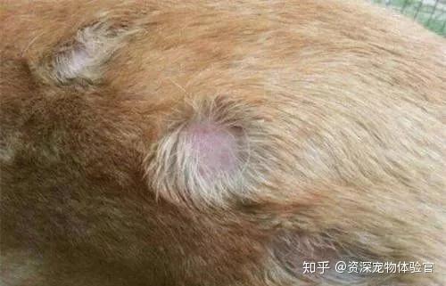 有时狗主人会使用发夹或发带给狗狗做造型,如果这些发型在毛囊上拉得