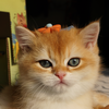 猫大江