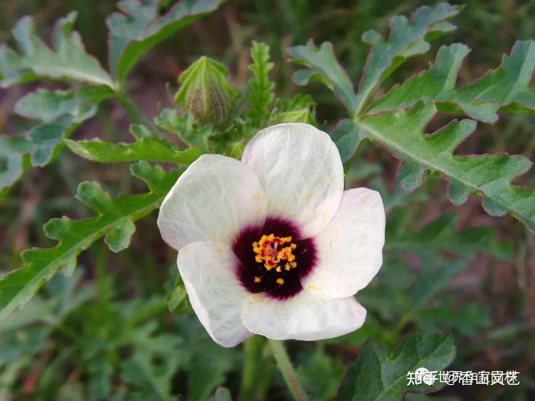 枫叶诗歌铿锵玫瑰石油花