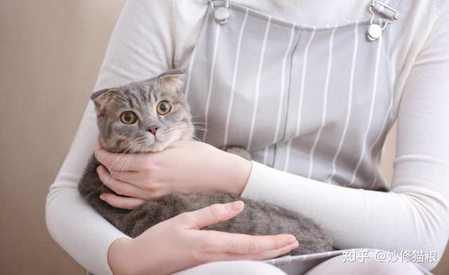 猫咪都好色吗？找到猫猫更喜欢女生的原因了 - 知乎