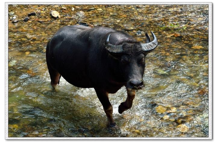 赵州录之如何是祖师西来意水牯牛生儿