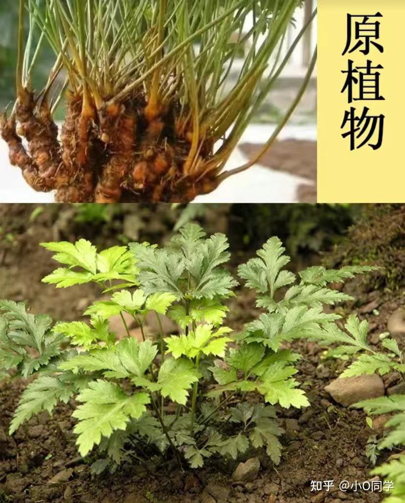 每天认识一味中草药-黄连 - 知乎