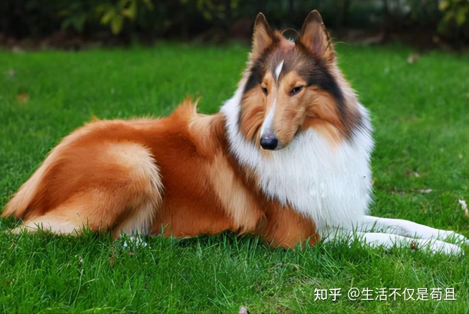 蘇格蘭牧羊犬