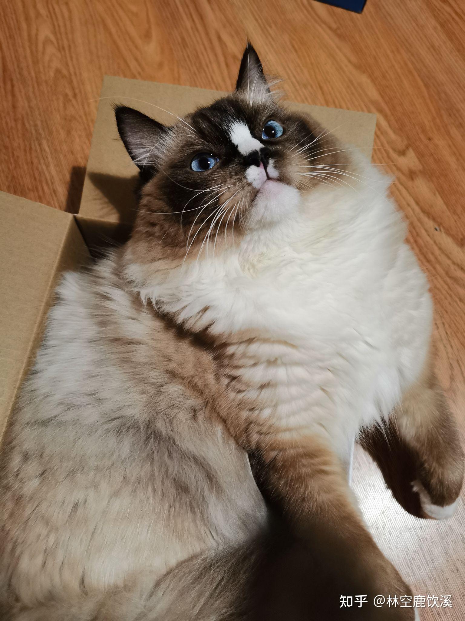 有没有品相不怎么好但很可爱的布偶猫