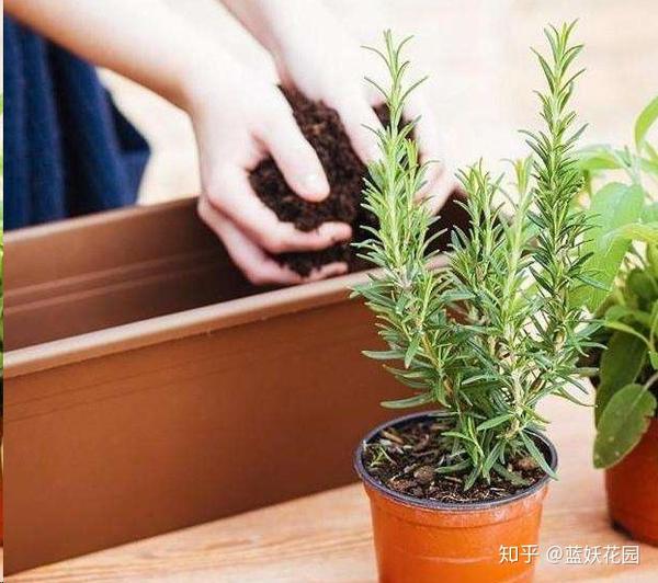 蓝妖 植物服盆才算种成功 但植物怎么才算服盆了呢 知乎