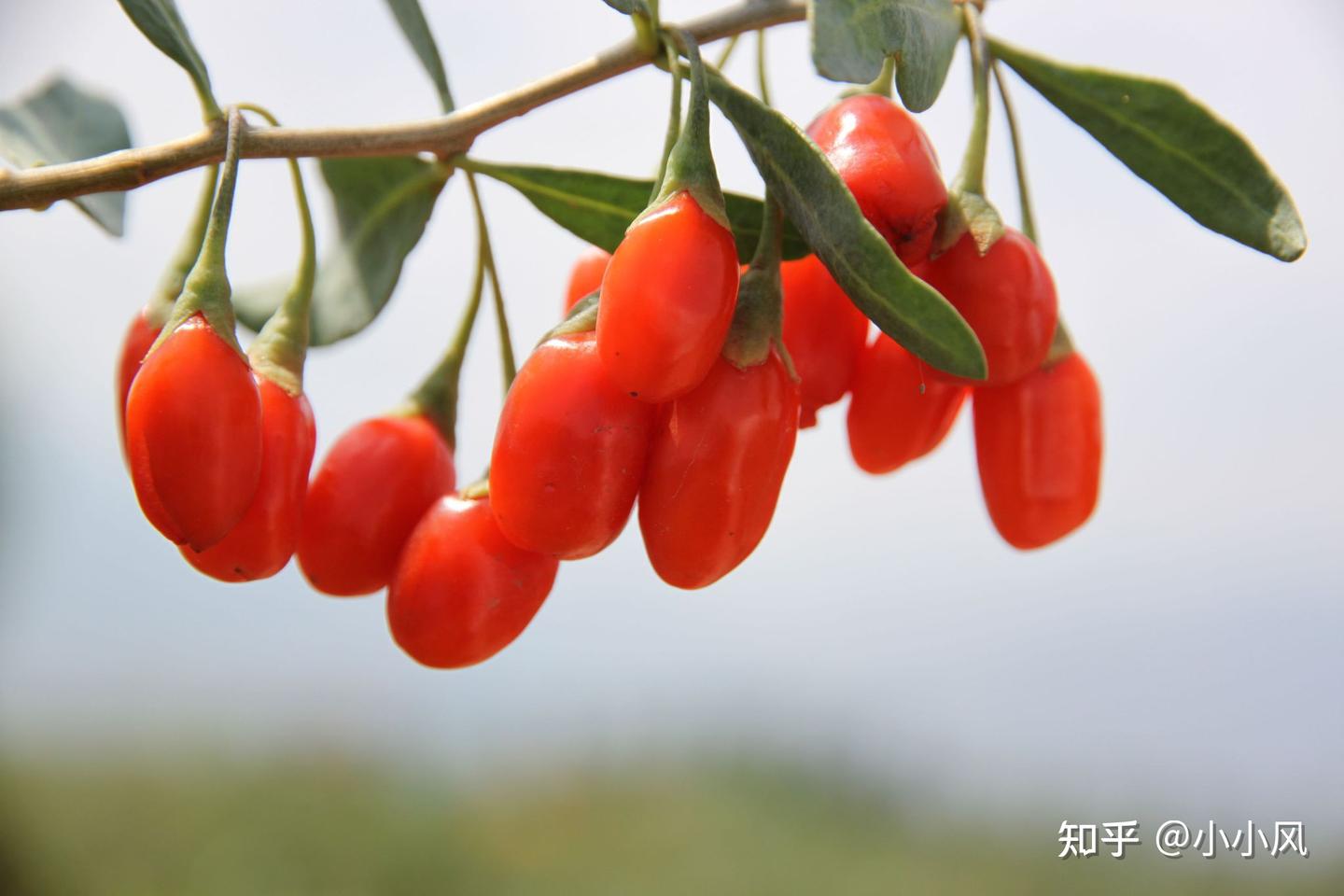 小小风说中药-枸杞（补肾益精） - 知乎